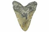 Huge, Serrated, Fossil Megalodon Tooth - North Carolina #368430-2